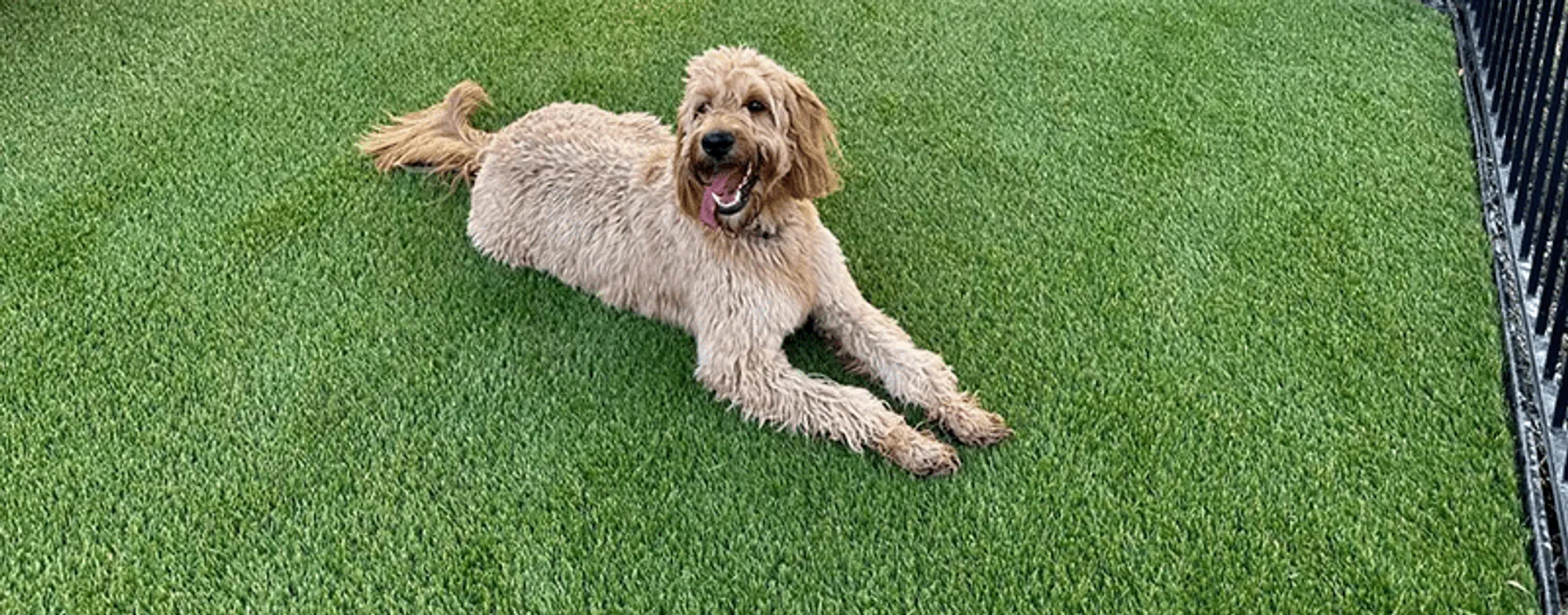 Artificial Grass For Pets